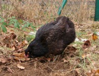 /album/fotogalerie-nase-slepicky/araukana-divoce-zbarvena-3-jpg/